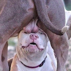 Arkhno_MoWa's Avatar'