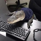 FjutiIRL's Avatar'
