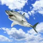 Skyhaai's Avatar'