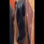 Scoobyy-Jew's Avatar'