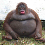 MONKECOCKER's Avatar'