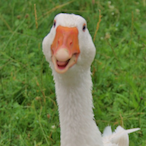 EleventhGoose's Avatar'