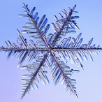 ShySnow124's Avatar'