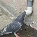Curious_Pigeon's Avatar'