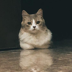 M.7agy_Ringo's Avatar'