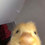 LilouNym's Avatar'