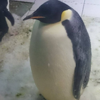 Lolilolololily's Avatar