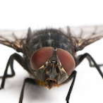 Killerfliege123's Avatar'
