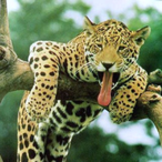 Hantschi.CH's Avatar