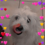 xLadyLavender's Avatar'