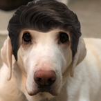 plumpeel's Avatar'