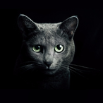 Boshca_'s Avatar'