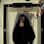 coffin_monkey's Avatar'