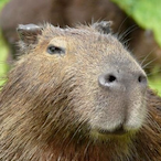 Capivara_HG's Avatar'