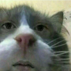 JaNoZM's Avatar'