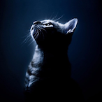 LushHush's Avatar'