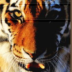 RedruMgeo's Avatar'