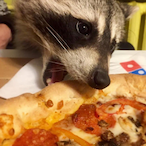 PalaceWolfFan's Avatar'