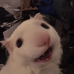 KawaiiCatBoyNya's Avatar'