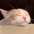 Png.cat's Avatar'