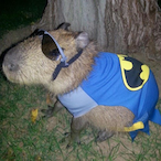 Capivara0km's Avatar'