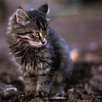Siberian Kitten's Avatar'