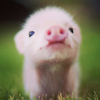 DOLIPRANE-SUPPOO's Avatar'