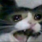 K0mbatW0mbat432's Avatar'