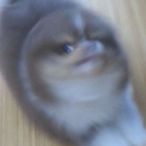 Woopex's Avatar'