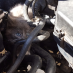 EngineCat's Avatar'
