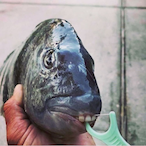 ramencat24's Avatar'