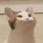 Angihoe_'s Avatar'