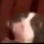 HisObedientMutt's Avatar'
