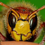 Frelonnoire's Avatar