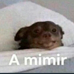 MaxGabrielR's Avatar'