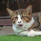 AsuJi.'s Avatar'