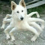 SpiritOfDog's Avatar'