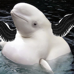 AFatFlyingWhale's Avatar'