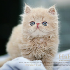 TCS_Amalin's Avatar'