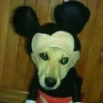 Monke.ODY's Avatar'