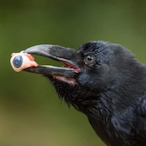 Faecal_Daddy_69's Avatar