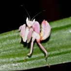 vjctorious's Avatar'