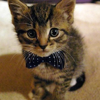 aretewulfe's Avatar'