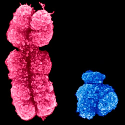 Y_DasChromosom