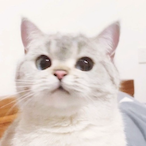 kingpande62822's Avatar'