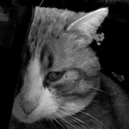 NzPuzza's Avatar'
