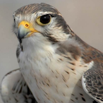 nonharmfuI's Avatar'