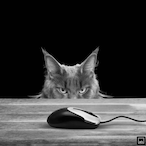 abu.ubayda's Avatar'