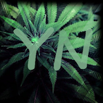 Youngn.'s Avatar'