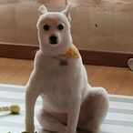 SPAZ_DOG's Avatar'